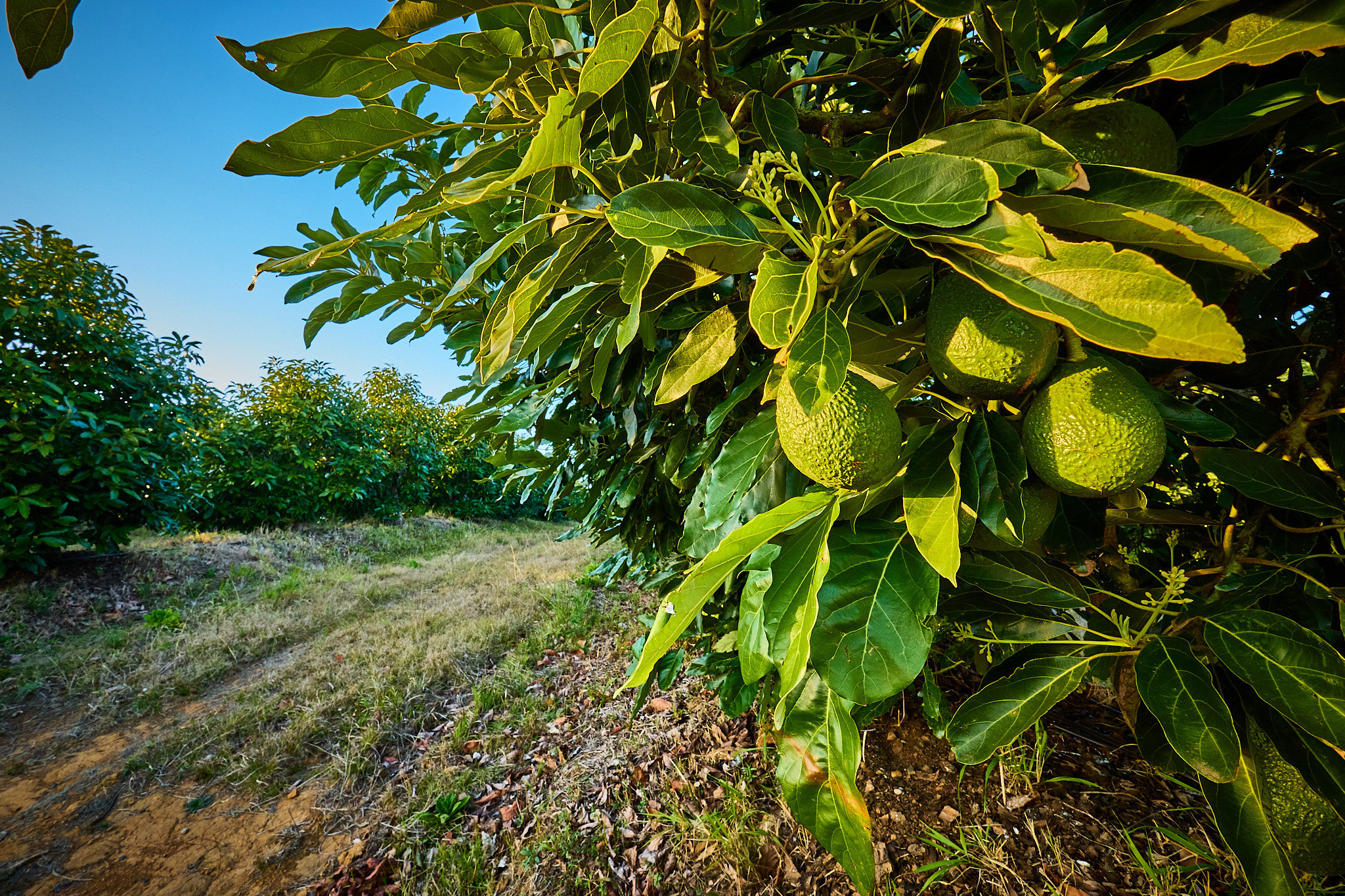 Avocados moving through UCL’s automated packing facility