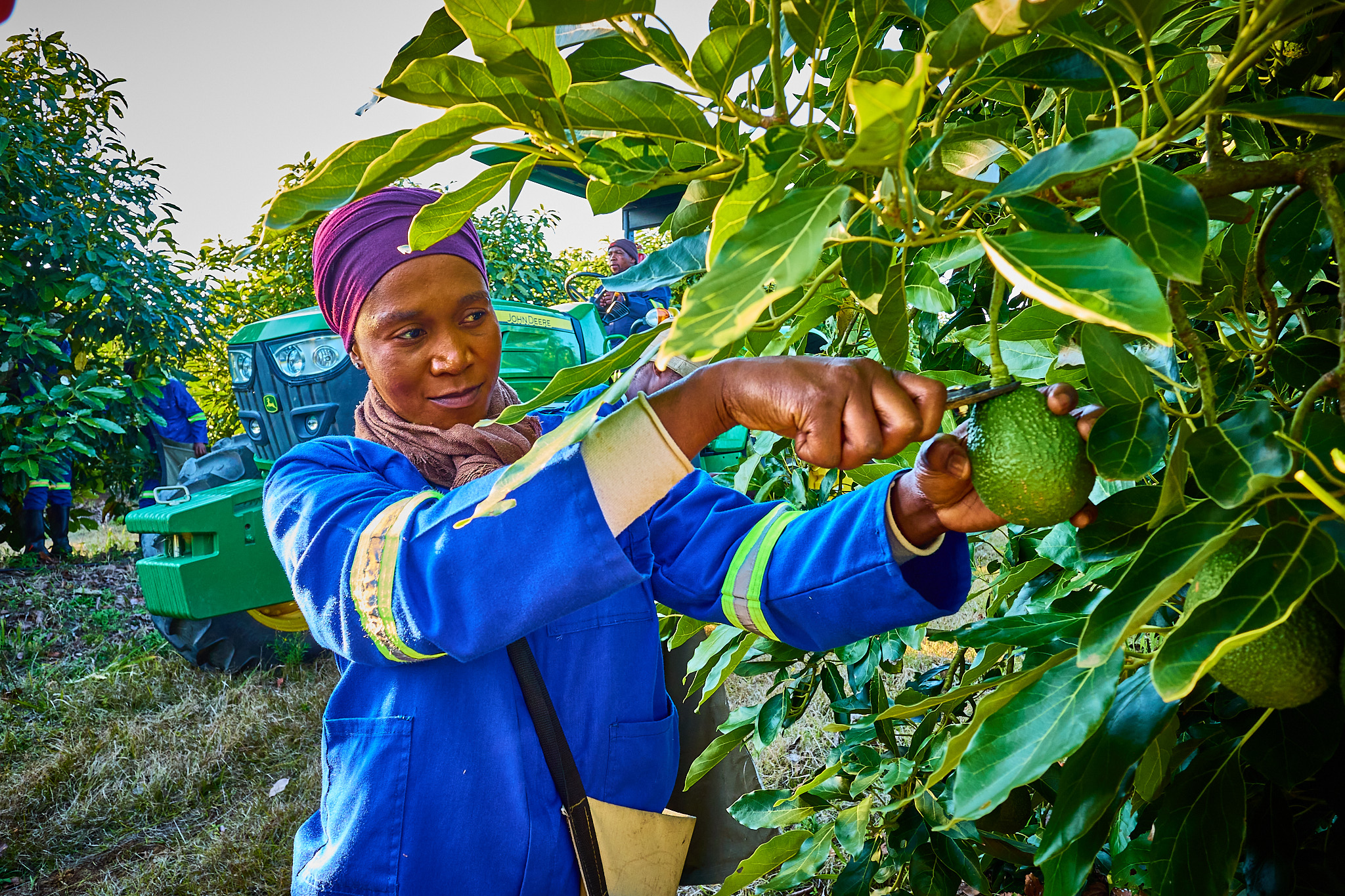 A UCL team member harvesting avocados