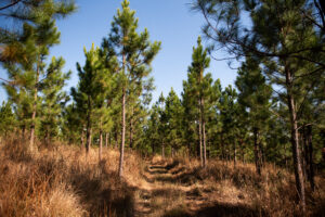 Pine trees along a track at The Forest in the Karkloof